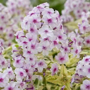 Tall Phlox Nora Leigh Plant Roots (Set of 3)