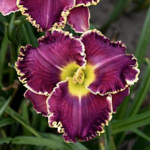 2.50 Qt. Pot, Cosmic Struggle Reblooming Daylily Flowering Potted Perennial Plant (1-Pack)
