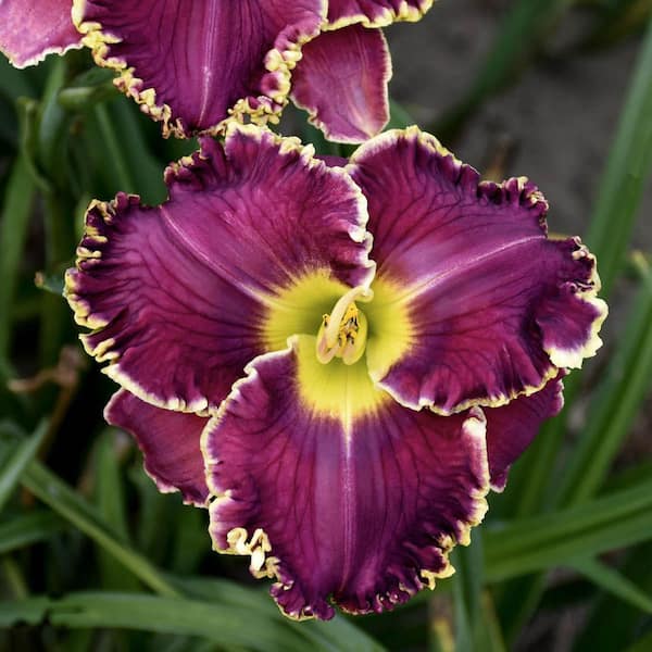 Breck's 2.50 Qt. Pot, Cosmic Struggle Reblooming Daylily Flowering Potted Perennial Plant (1-Pack)
