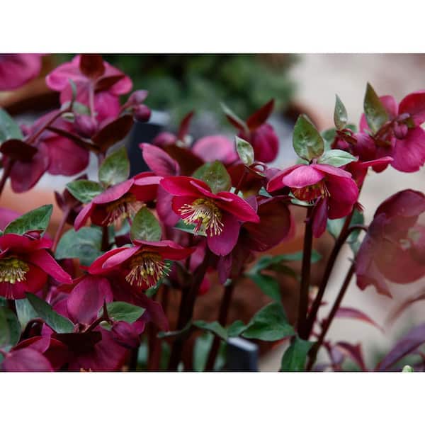 FROSTKISS 1 gal. Anna's Red Hellebore Live Flowering Shade Perennial Plant with Deep Red Flowers