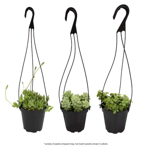 ALTMAN PLANTS 3.5 in. Assorted Succulent Hanging Basket (3-Pack)