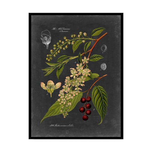 Trademark Fine Art Midnight Botanical Ii by Vision Studio 32 in. x 24 in.