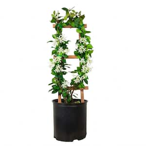 2.5 gal. Confederate Jasmine (Star Jasmine) Live Vine Plant with White Fragrant Blooms