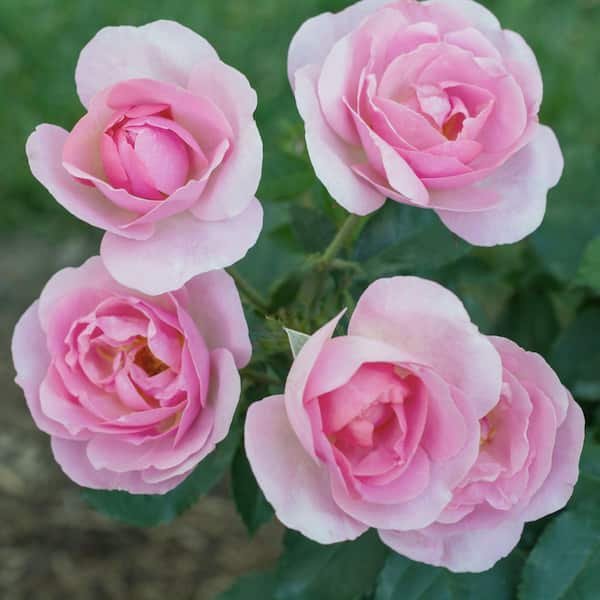 KNOCK OUT 1 Gal. Rose Knockout Peachy With Pink Flowers HD2789