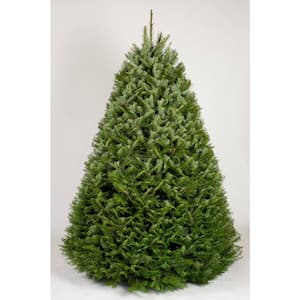 7.5 ft. Freshly Cut Grand Fir Live Christmas Tree (Real, Natural, Oregon-Grown)