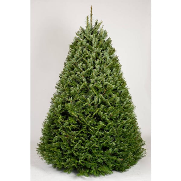 Online Orchards 7.5 ft. Freshly Cut Grand Fir Live Christmas Tree (Real, Natural, Oregon-Grown)