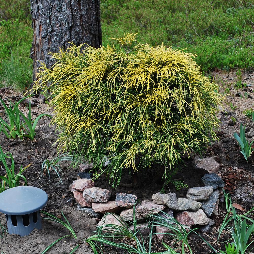 Gold Mop Cypress Evergreen Shrub in #1 Container