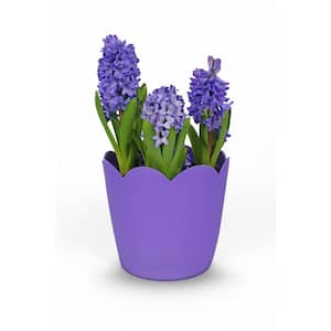 3 Qt. Hyacinth Forced Bulb Plant