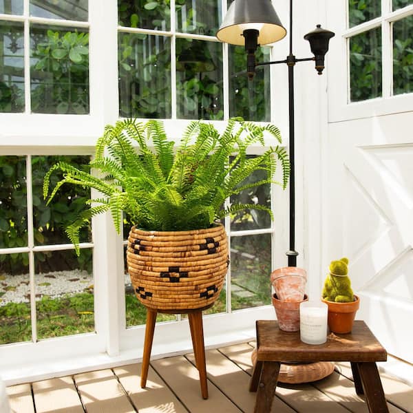chinese money plant seeds Chinese Money Plant  Hey Rooted