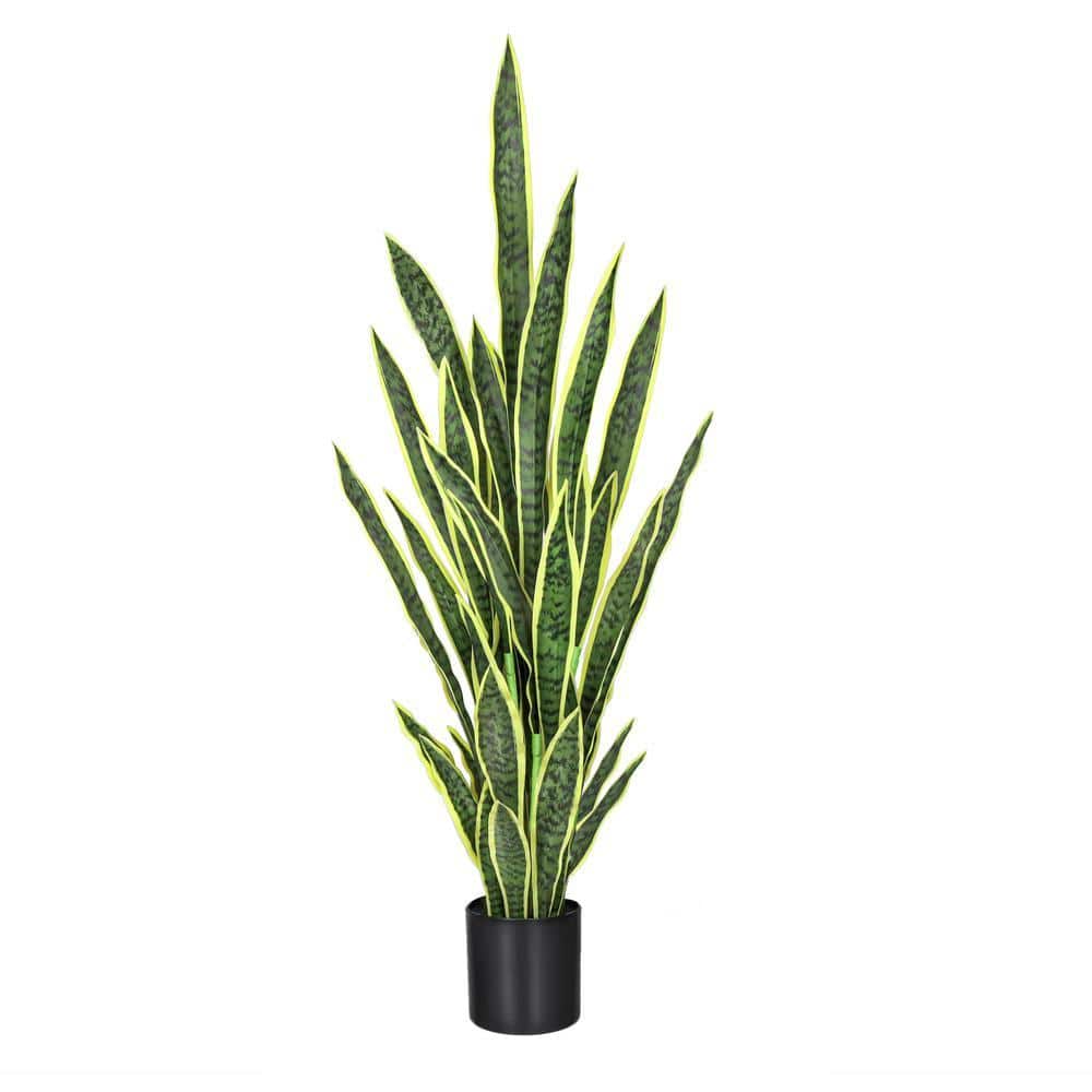 blue spider lilies Red Spider Lily Bulbs For Sale | Lycoris Red