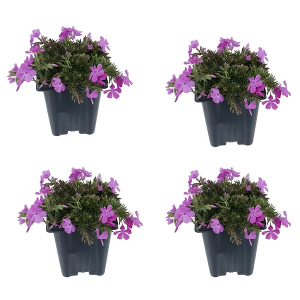 Unbranded - 1.0 Qt. Perennial Phlox Subulata McDaniels Cushion (4-Pack)