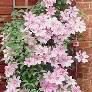 Clematis Nelly Moser Plant (Set of 1 Plant)
