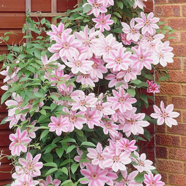 VAN ZYVERDEN Clematis Nelly Moser Plant (Set of 1 Plant)
