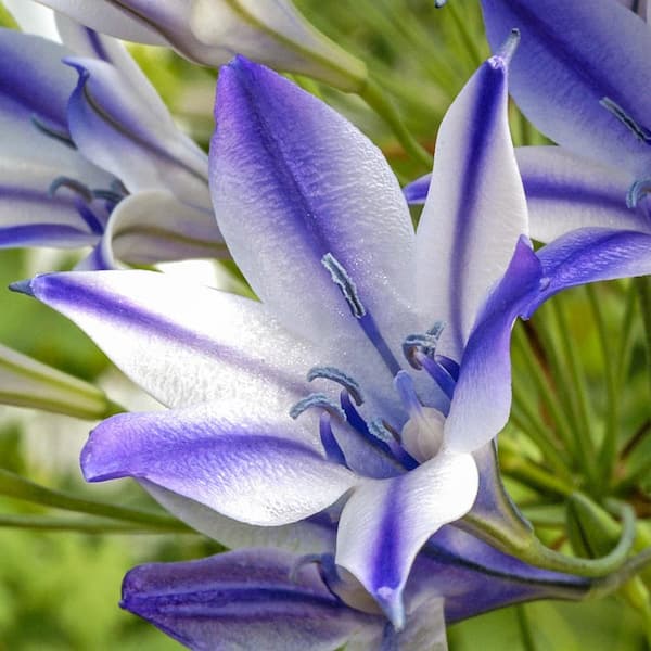 Breck's Rudy Cluster-Lily Brodiaea Bulbs (20-Pack)