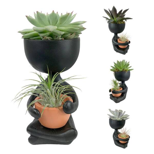 Wekiva Foliage Zen Harmony Planter - Live Plants in a Decorative