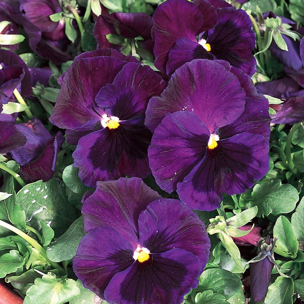 10 in. Blue and Purple Pansy Plant (12-Pack) 8411 - The Home Depot