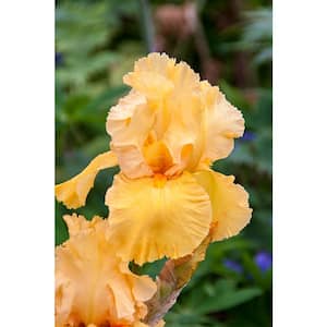 Penny Lane Bearded Iris Orange Flowers Live Bareroot Plant