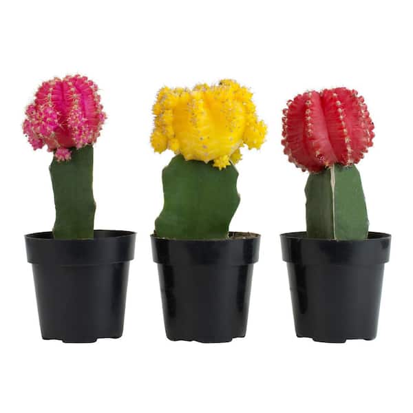cotyledon succulent Three COTYLEDONs Potted in 1 Gallon Nursery Containers