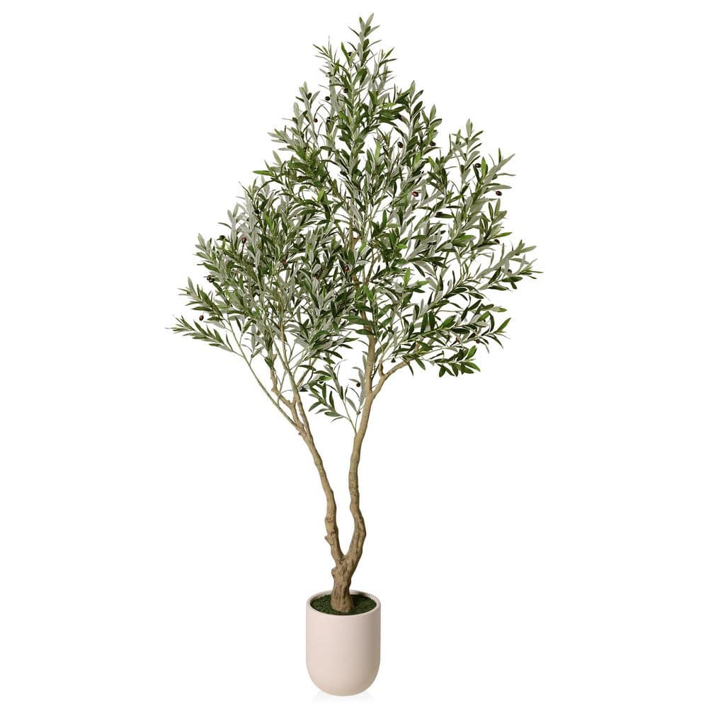 Olive Tree Home Depotnull