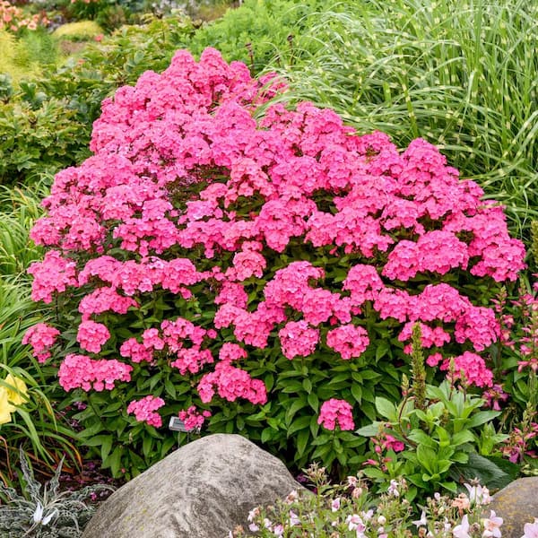 Spring Hill Nurseries Glamour Girl Tall Phlox, Dormant Bare Root Perennial Plant (1-Pack)