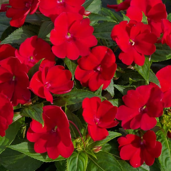 SunPatiens 4.25 In. Grande SunPatiens Red Impatien Outdoor Annual Plant with Fire Red Flowers (4-Plants)