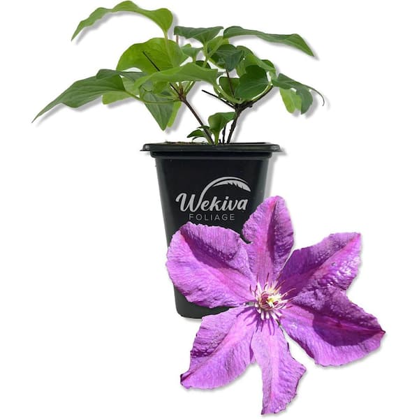 Clematis Etoile Violette-Live Starter Plant in a 2 Inch Growers Pot-Starter Plants-Rare Clematis for Collectors