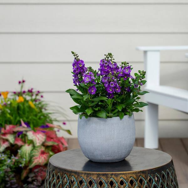 Vigoro 2 QT Angelonia 'Alonia Dark Lavender' Purple Annual Plant