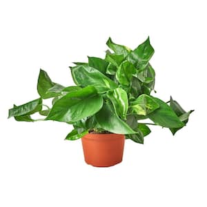 Pothos Golden Epipremnum aureum Plant in 6 in. Grower Pot