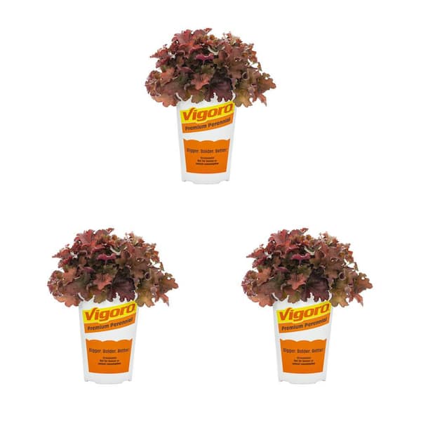 Vigoro 2 QT. Indian Summer Cranberry Heuchera Coral Bells Perennial Plant (3-Pack)