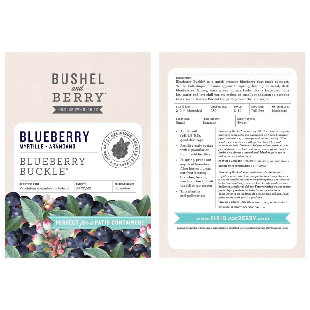 1-Gallon White Blueberry Buckle Plant in Container