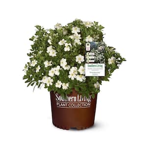 2 Gal. ScentAmazing Gardenia Shrub with White Flowers