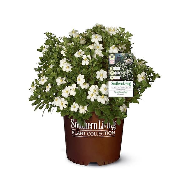 2 Gal. Scent Amazing Gardenia Shrub with White Flowers