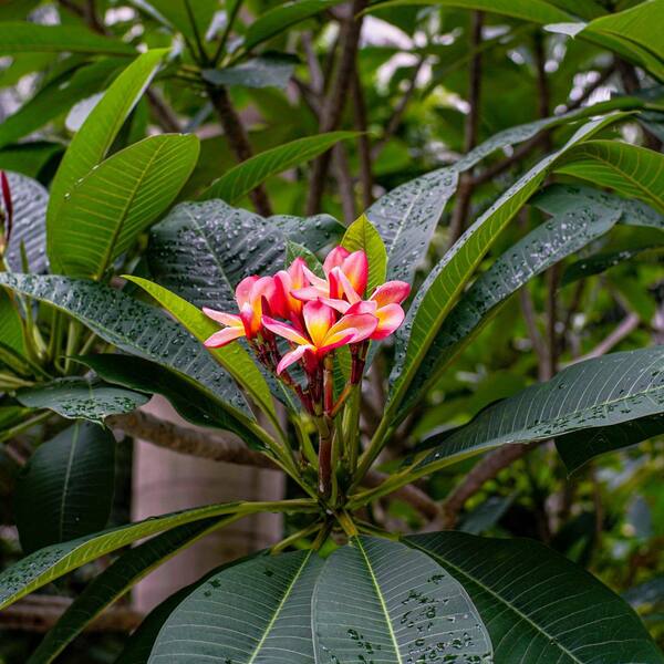 その他 plumeria national PLANT NETWORK 1 gal. Plumeria Sunrise Plant with