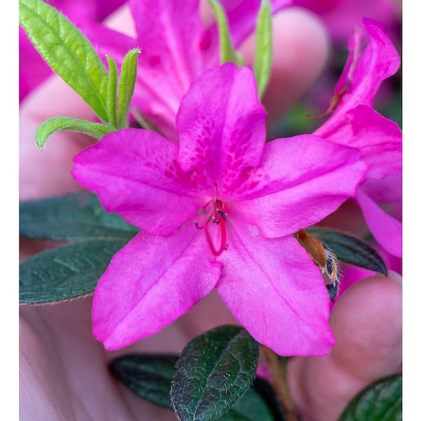 ENCORE AZALEA 2 Gal. Autumn Amethyst Azalea Shrub with Reblooming