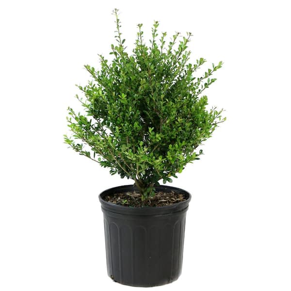 2.25 Gal. Holly Compacta Shrub