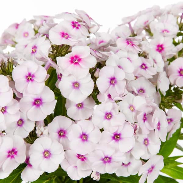 2 QT Phlox 'Flame Pro Baby Doll' White Perennial Plant