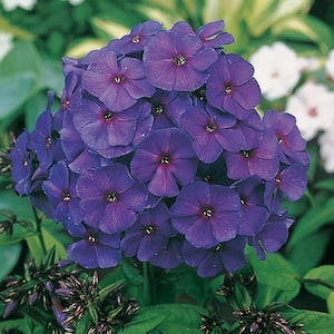 Nicky Tall Phlox, Live Bareroot Perennial Plant in Purple Flowers (5-Pack)