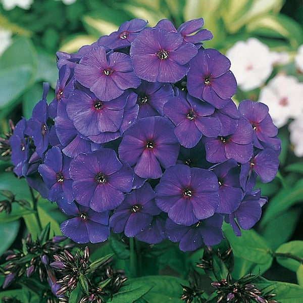Spring Hill Nurseries Nicky Tall Phlox, Live Bareroot Perennial Plant in Purple Flowers (5-Pack)