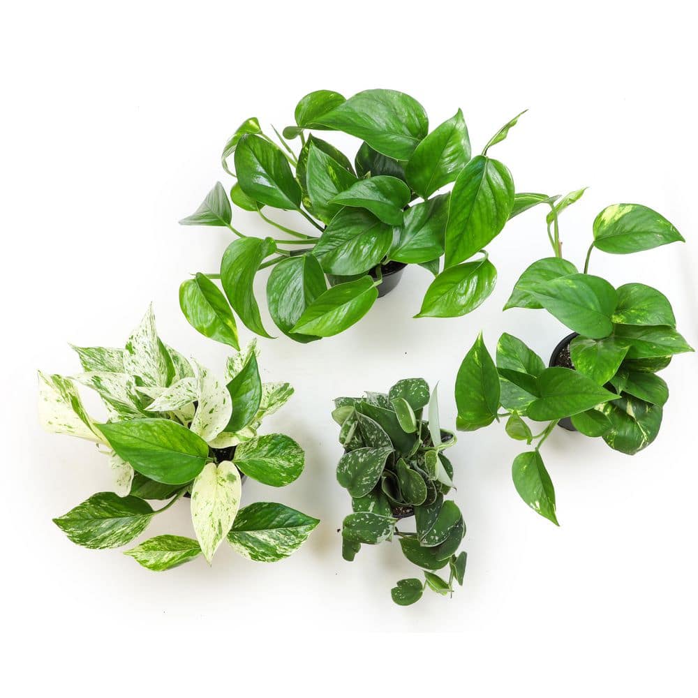 Set of 4 Assorted Pothos in Black Grower Pots