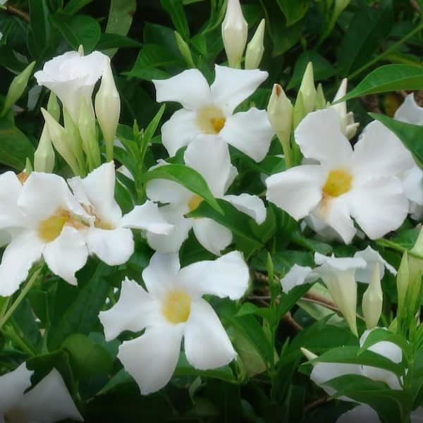 national PLANT NETWORK 4 in. Mandevilla Plant with White Flowers