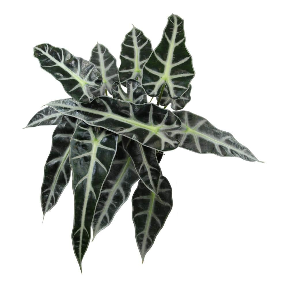 Alocasia Bambino Air Purifying Indoor Plant in Black Pot