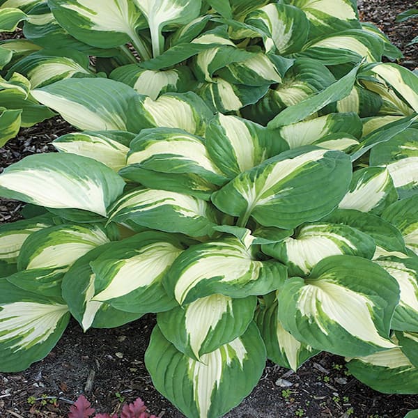 Unbranded #1 Morning Star Yellow Variegated Hosta Plant