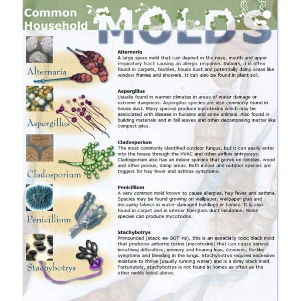 10 Reasons Why Do-It-Yourself (DIY) Mold Test Kits Are Not Accurate or  Advised
