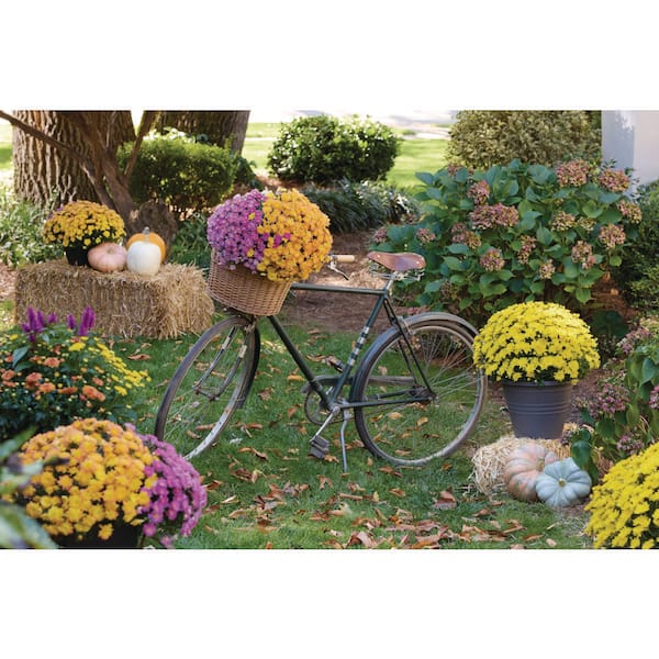 METROLINA GREENHOUSES 1.5 PT. Purple Mum Chrysanthemum Perennial