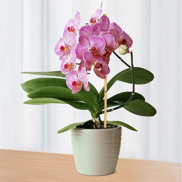 futures. マチャド スタビ BLACKSTIX BAMBOO 新品 futures. マチャド スタビ BLACKSTIX BAMBOO 新品 futures-machado