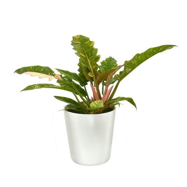 succulent sprayer I Wet My Plants Plastic Trigger Pump Extra Fine Spray Mister main image 1