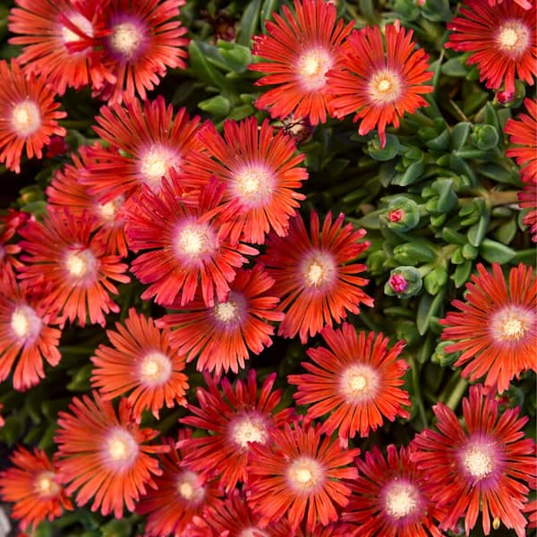0.65 Gal. Kaleidoscope Dancing Embers Hardy Ice Plant (Delosperma Hybrid) Live Perennial Plant with Red Flowers