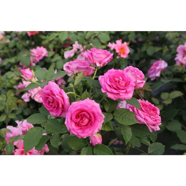 national PLANT NETWORK Bare Root Rose Scentables Raspberry Cupcake