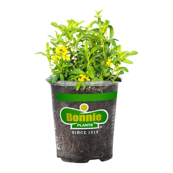 Bonnie Plants 19.3 oz. Mexican Tarragon