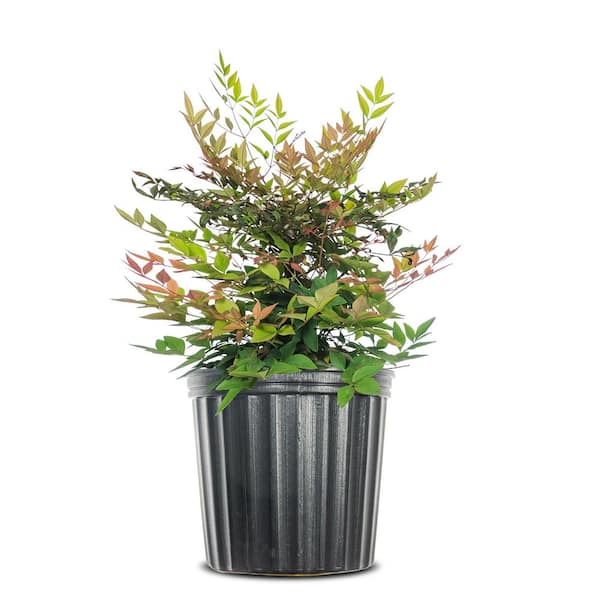 Perfect Plants 1 Gal. Gulfstream Nandina Shrub, Hardy and Multicolor Foliage